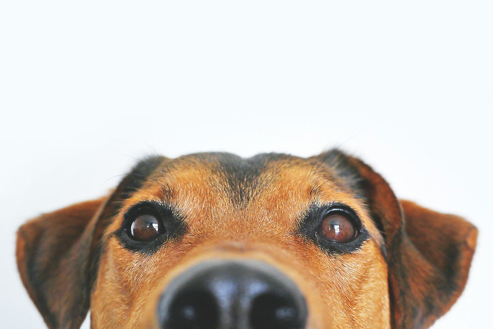 まっすぐこちらを見つめる犬