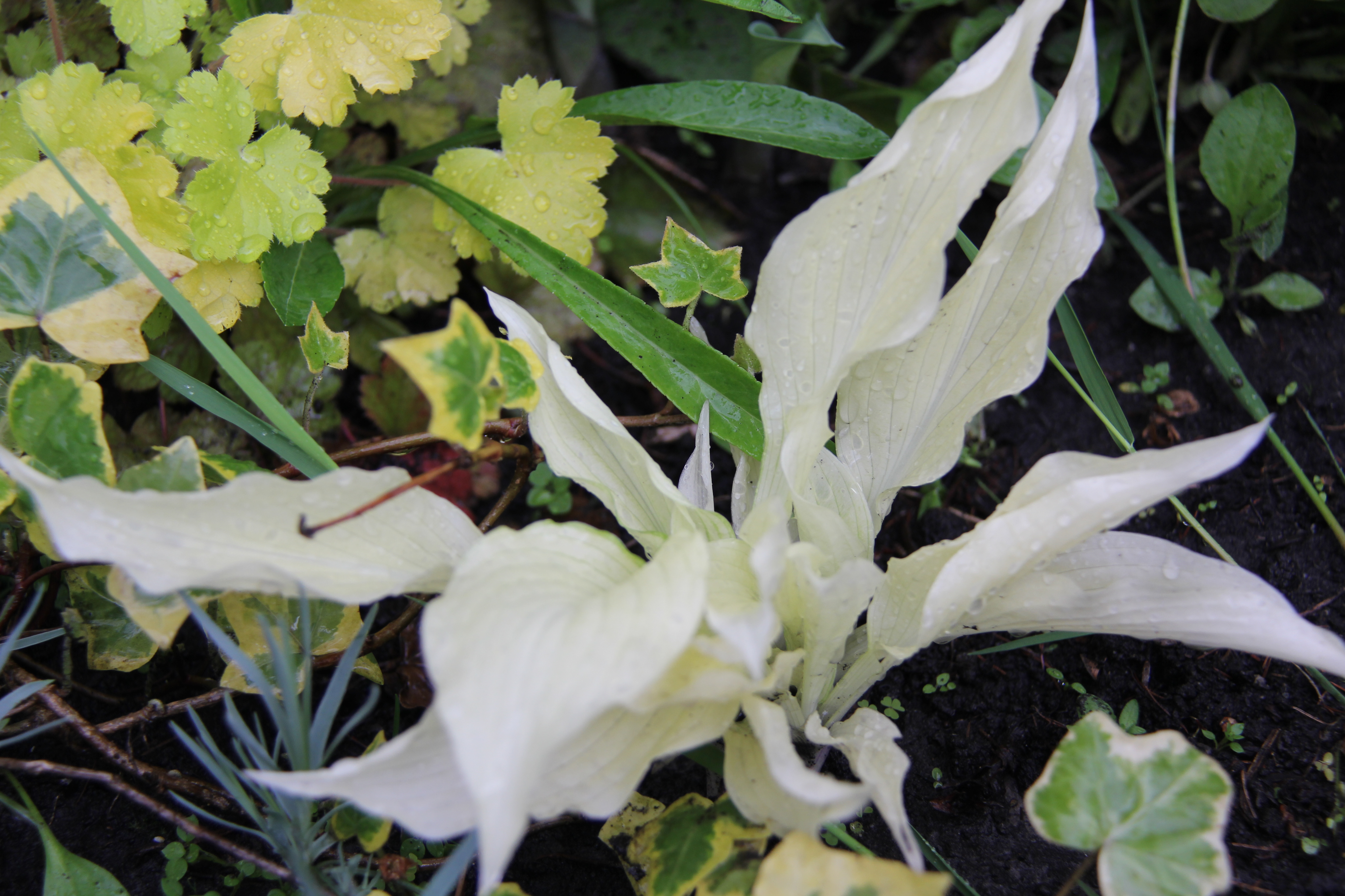 White Feather