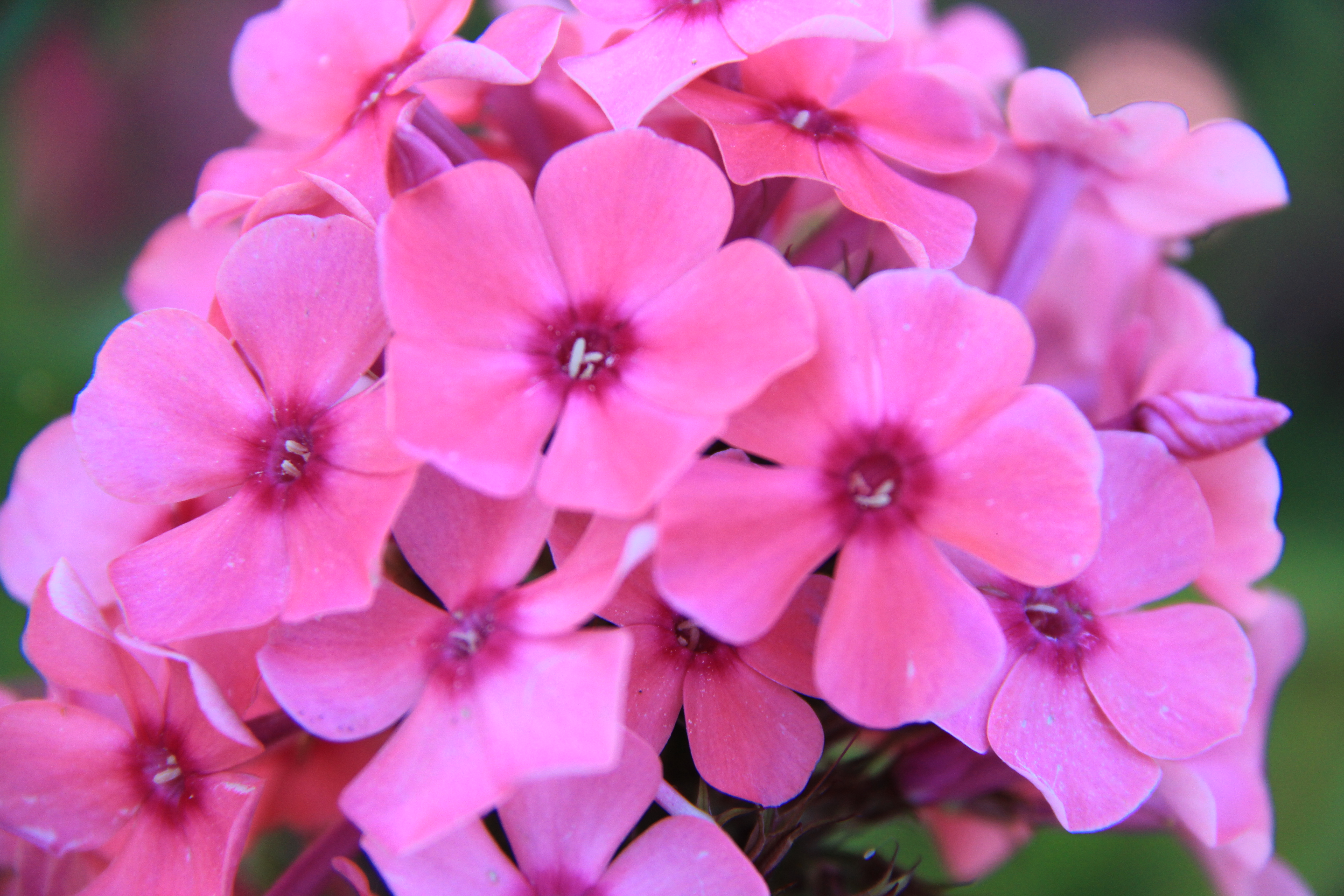 Early Pink