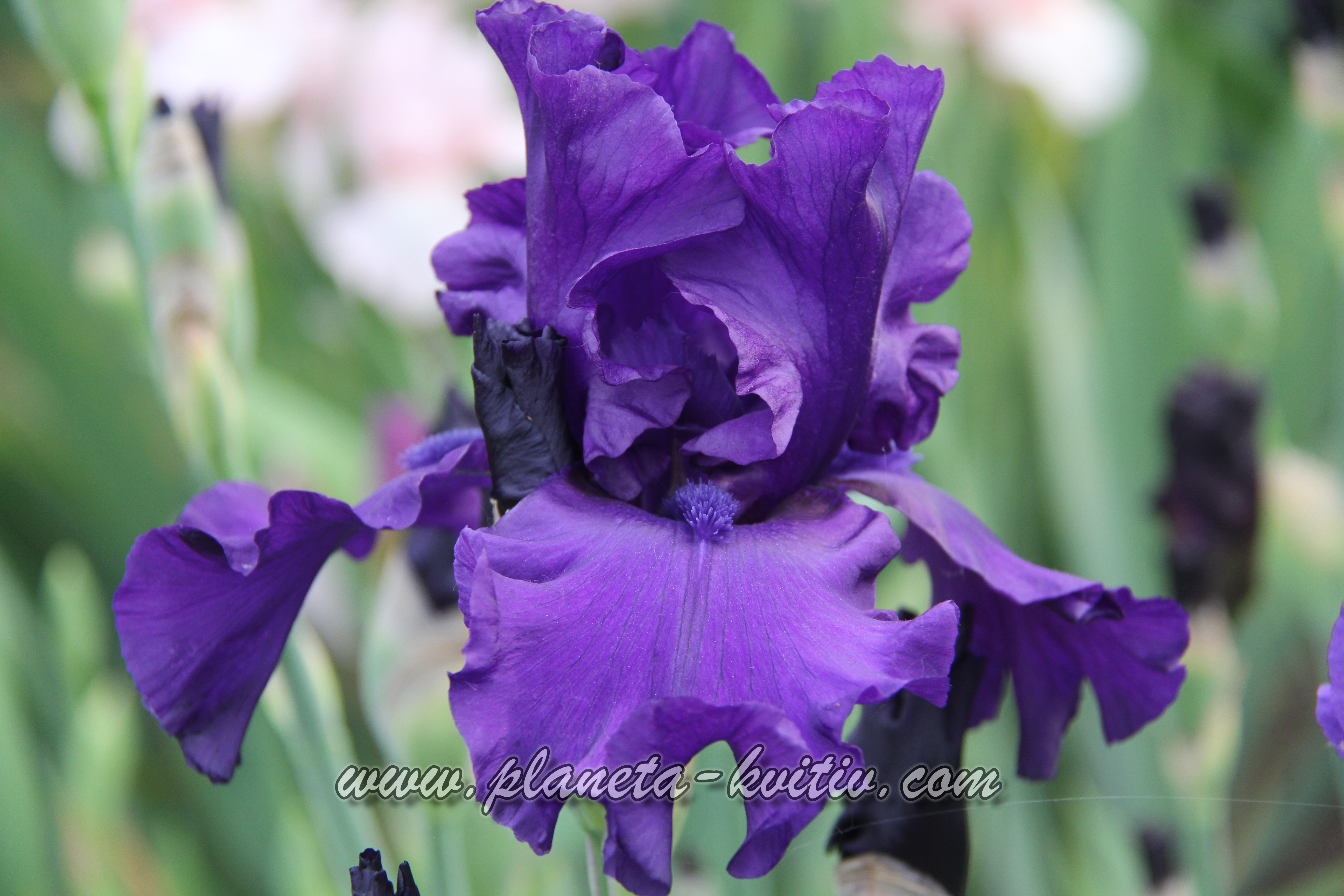 Purple Ritz