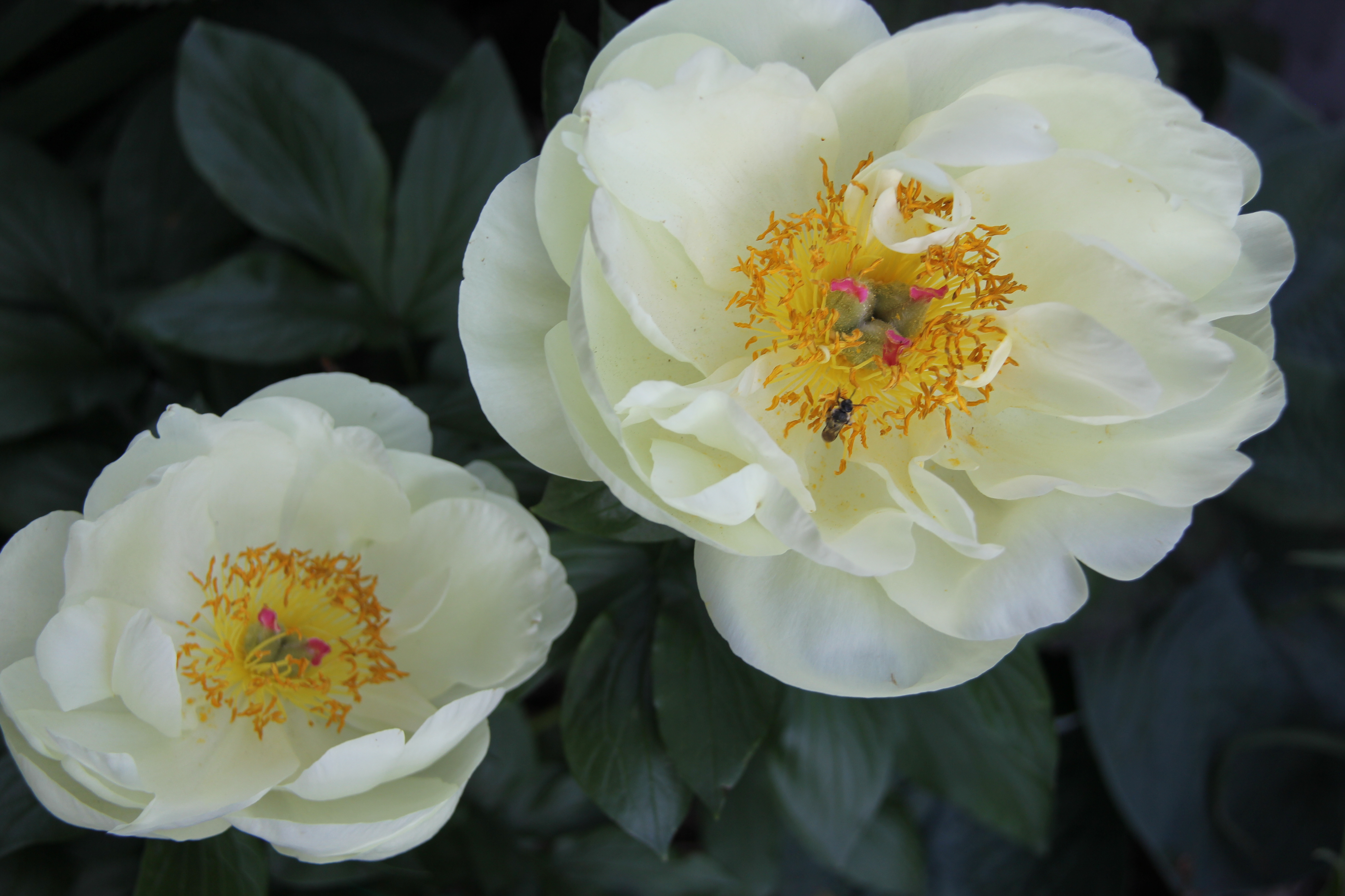Lemon Chiffon