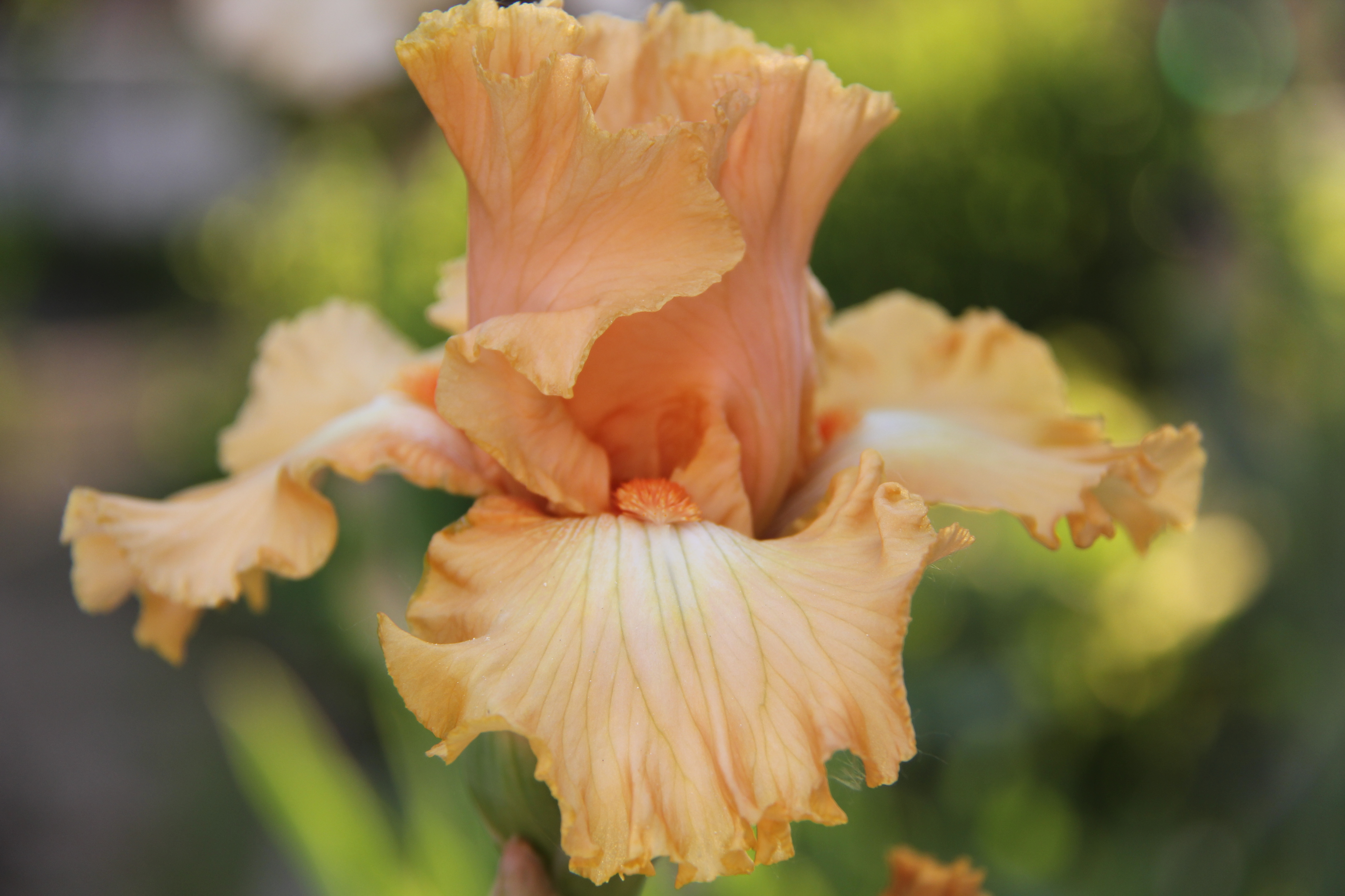 Fringe Benefits