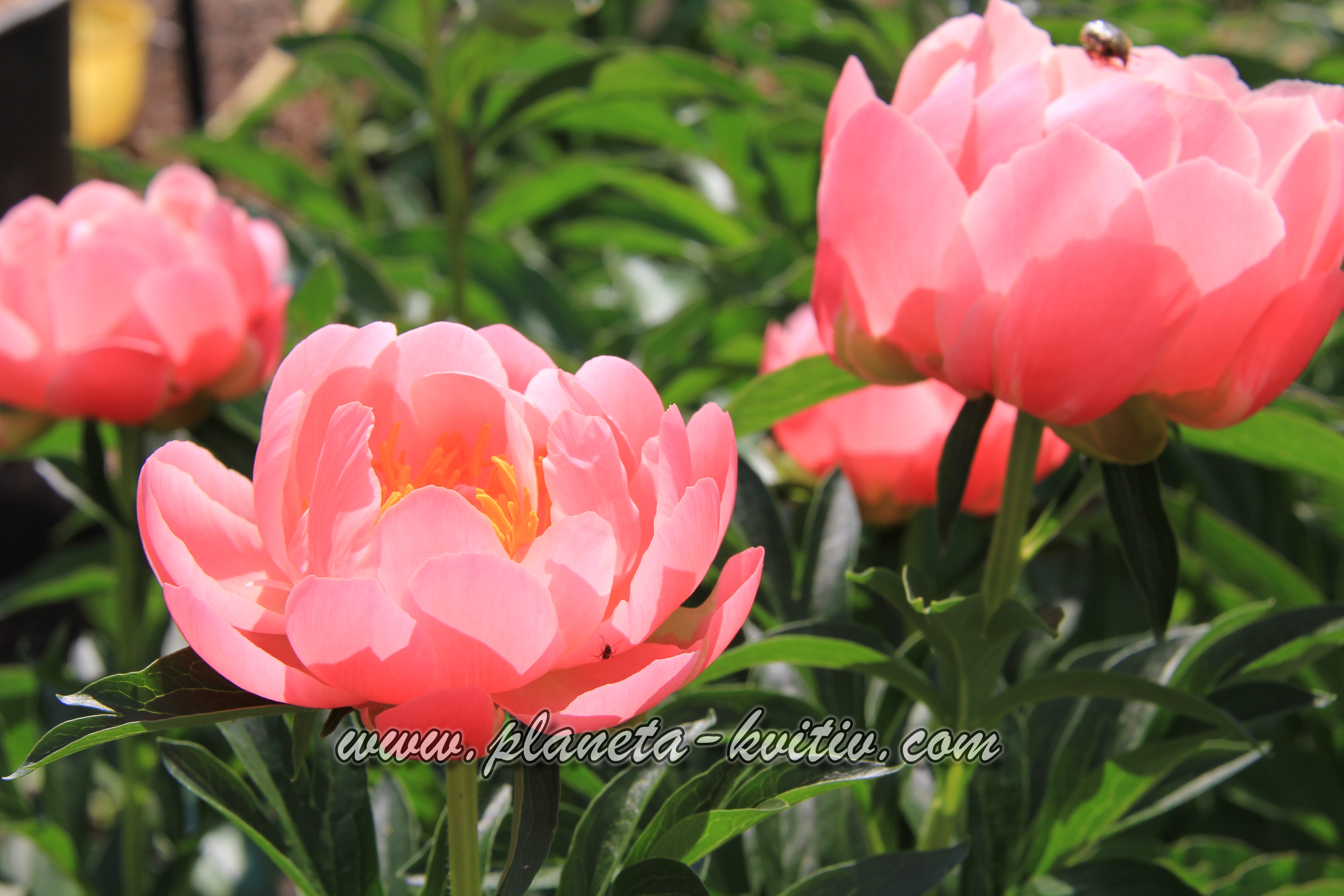 Pink Havanyan Coral