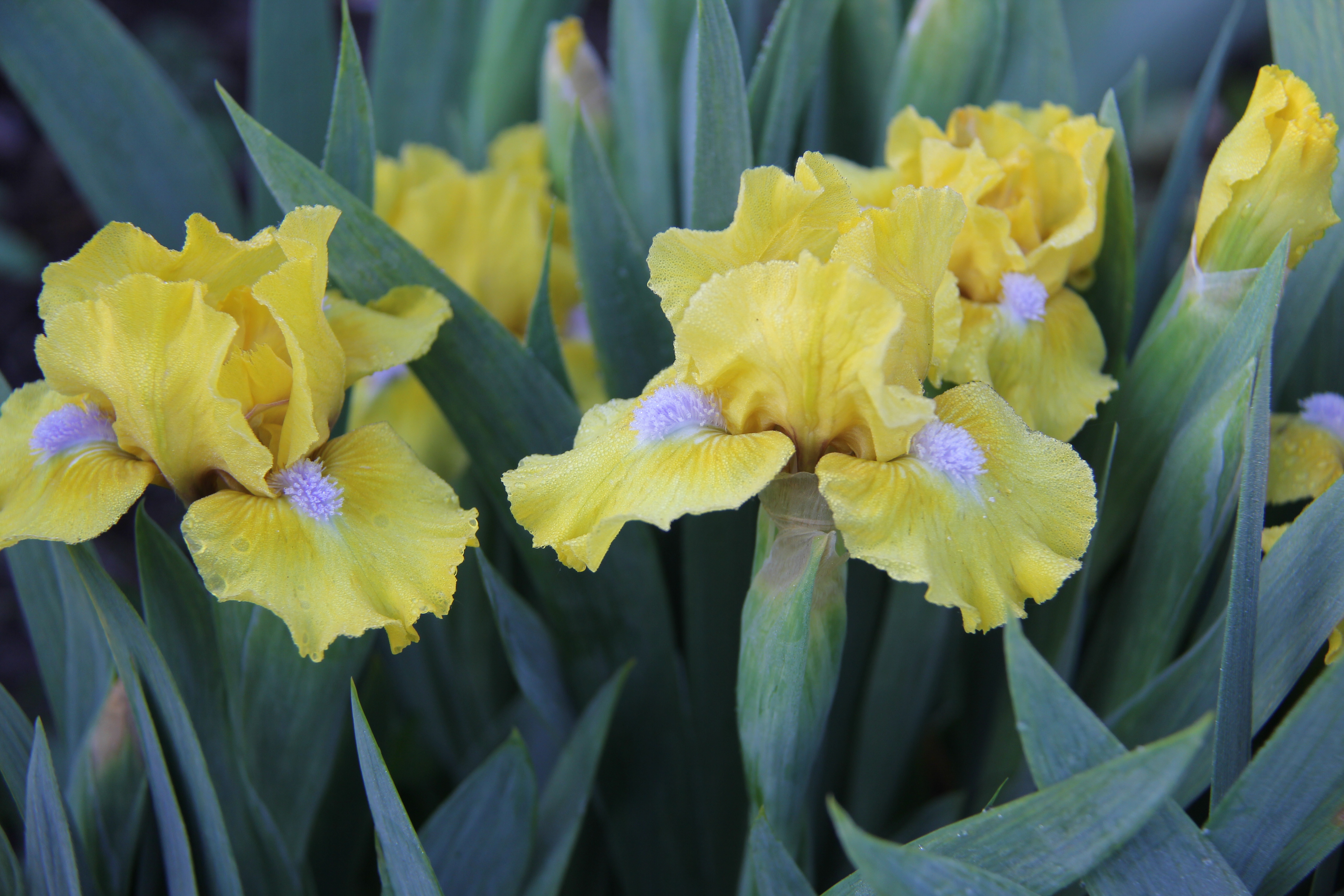 Spring Fresh