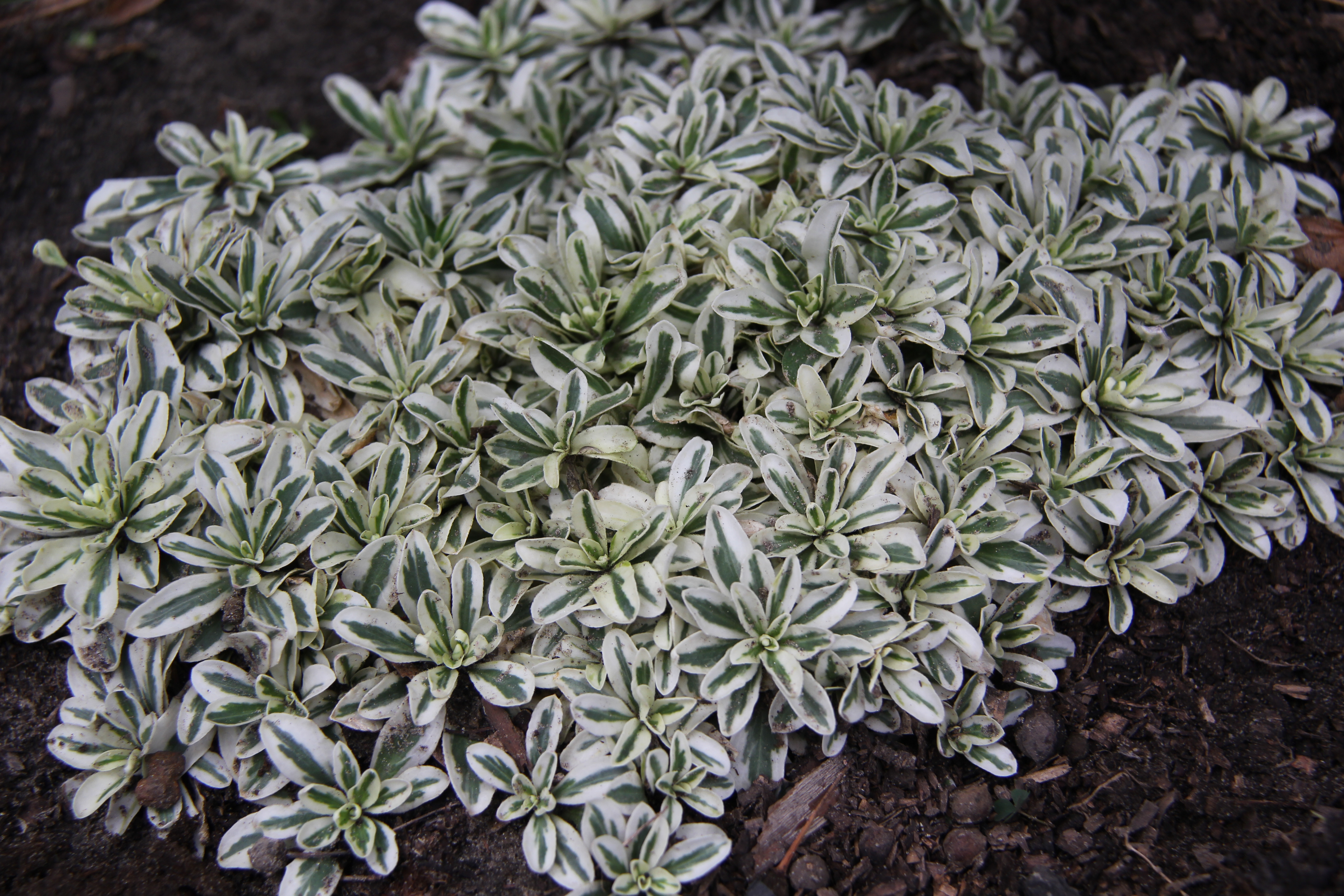 Арабіс "Variegata"