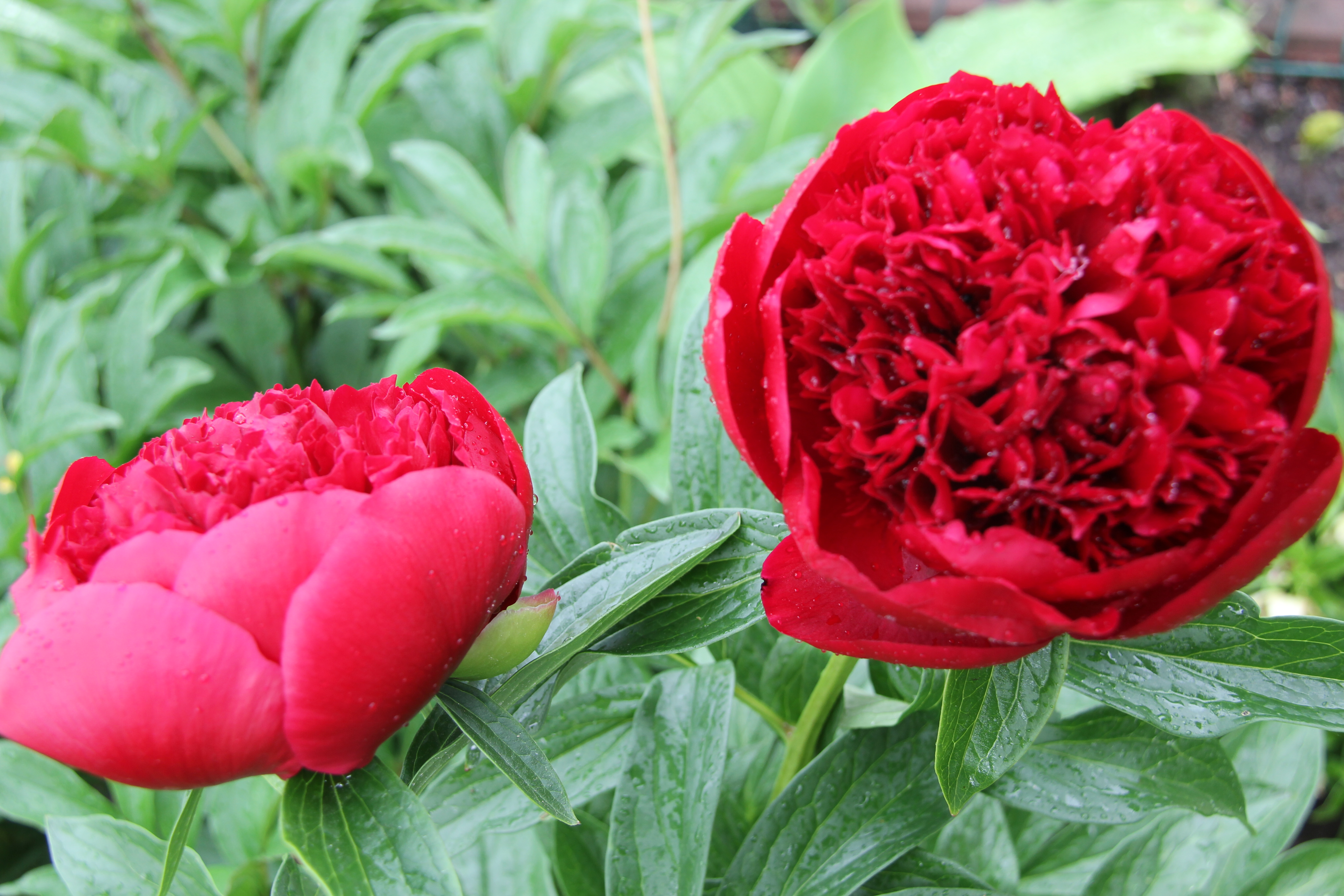 Red Charm