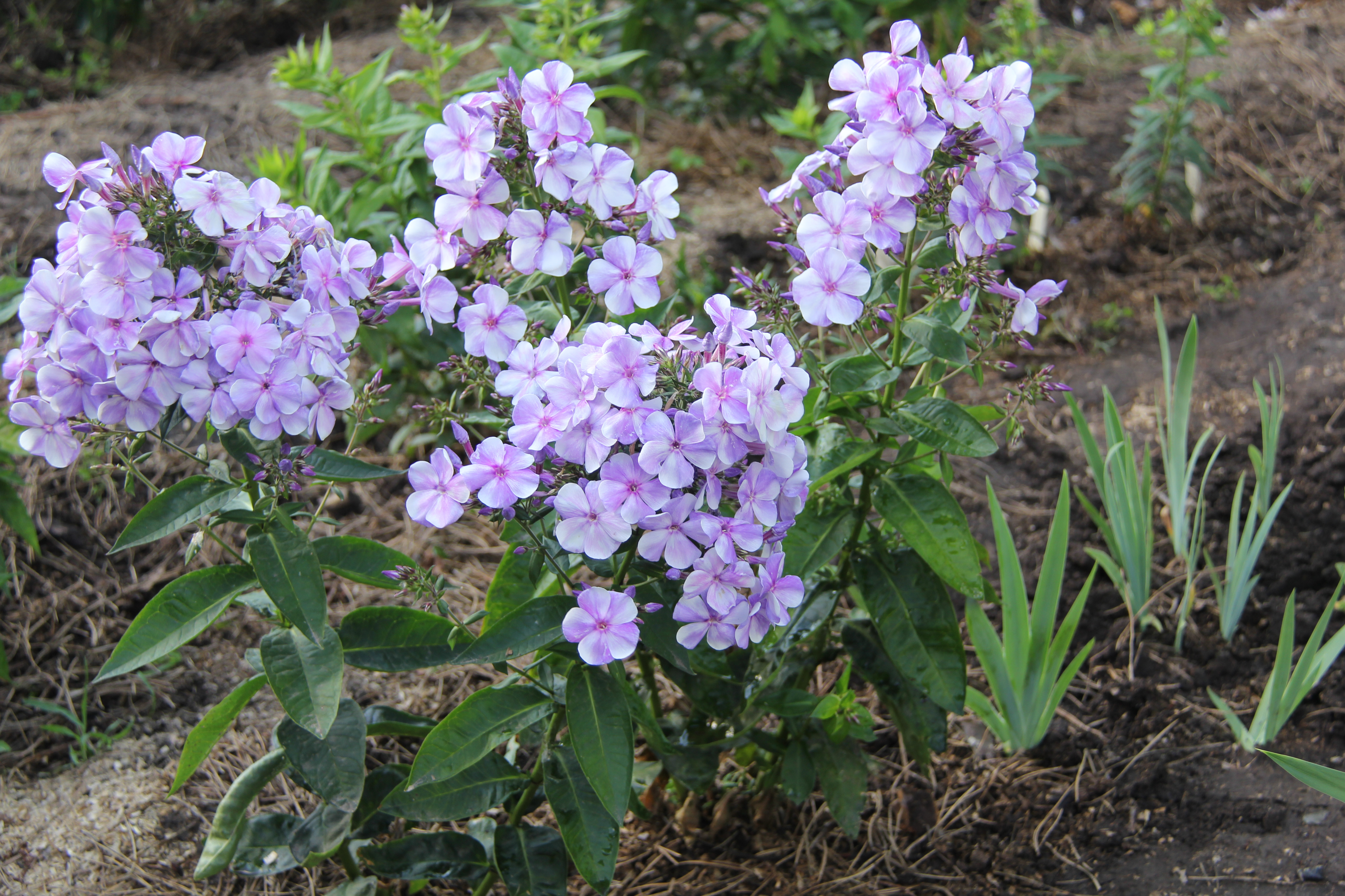 Гжель