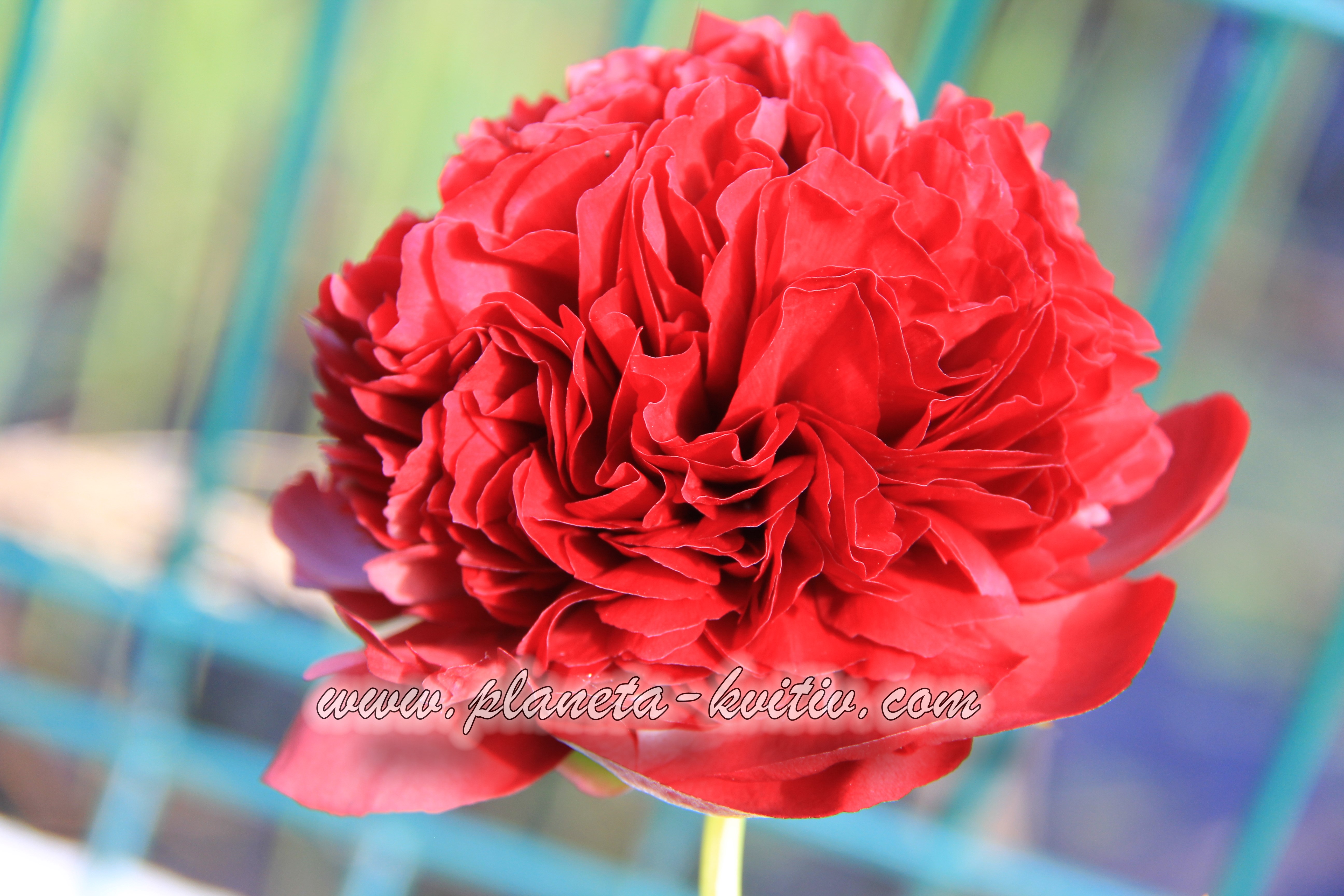 Red Graice