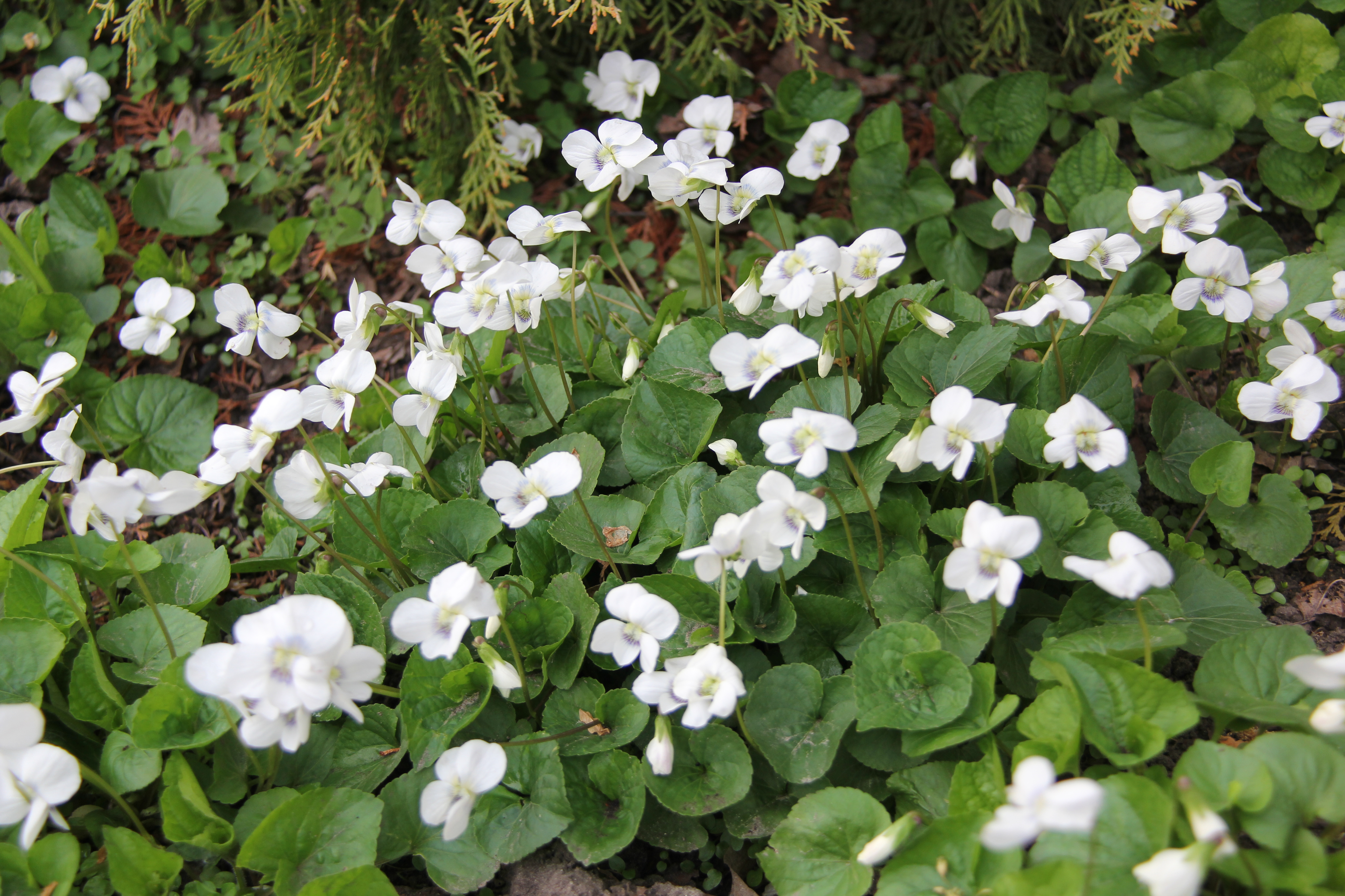 Фіалки білі "Albiflora"