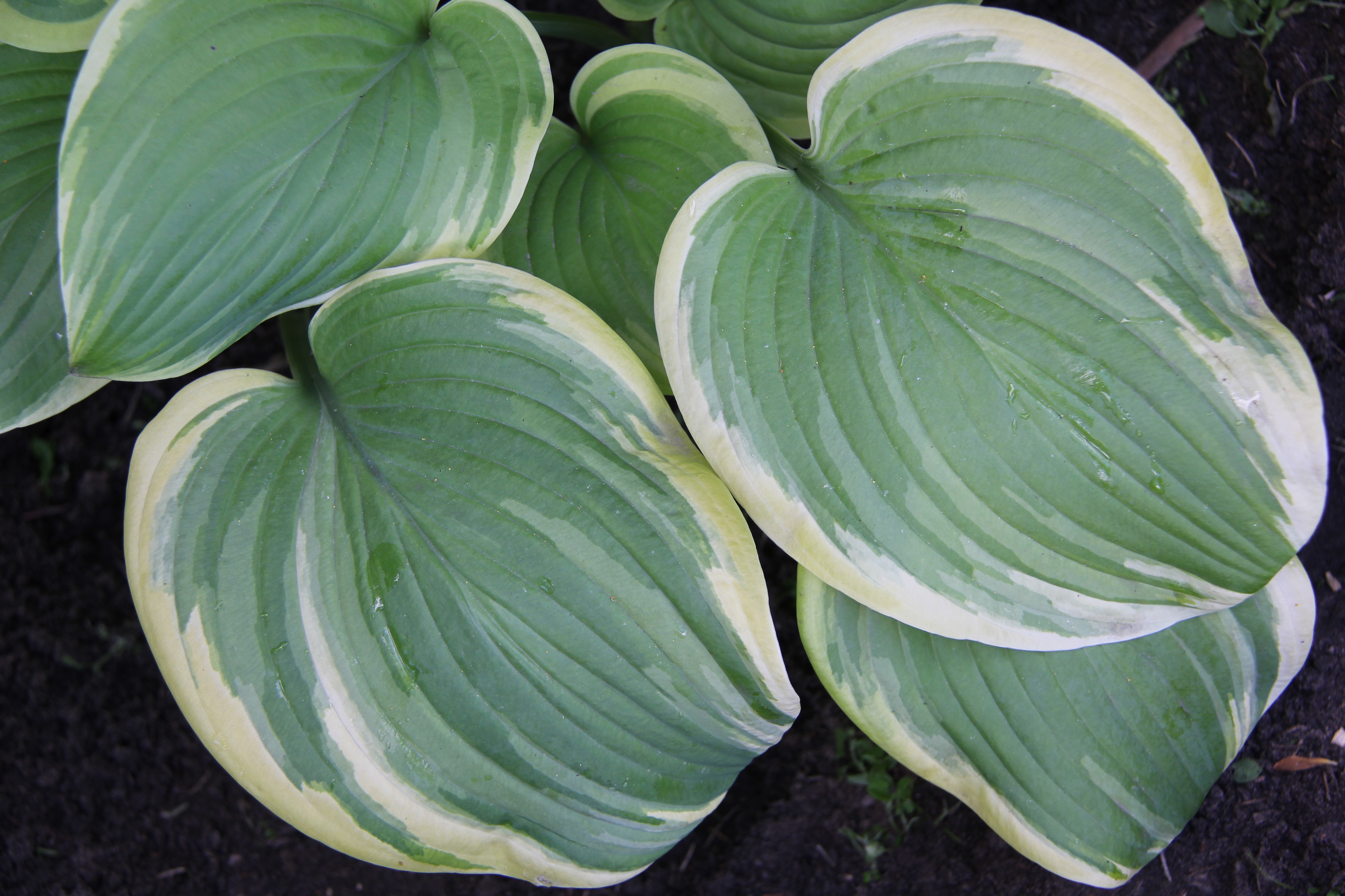 Fragrant Bouguet
