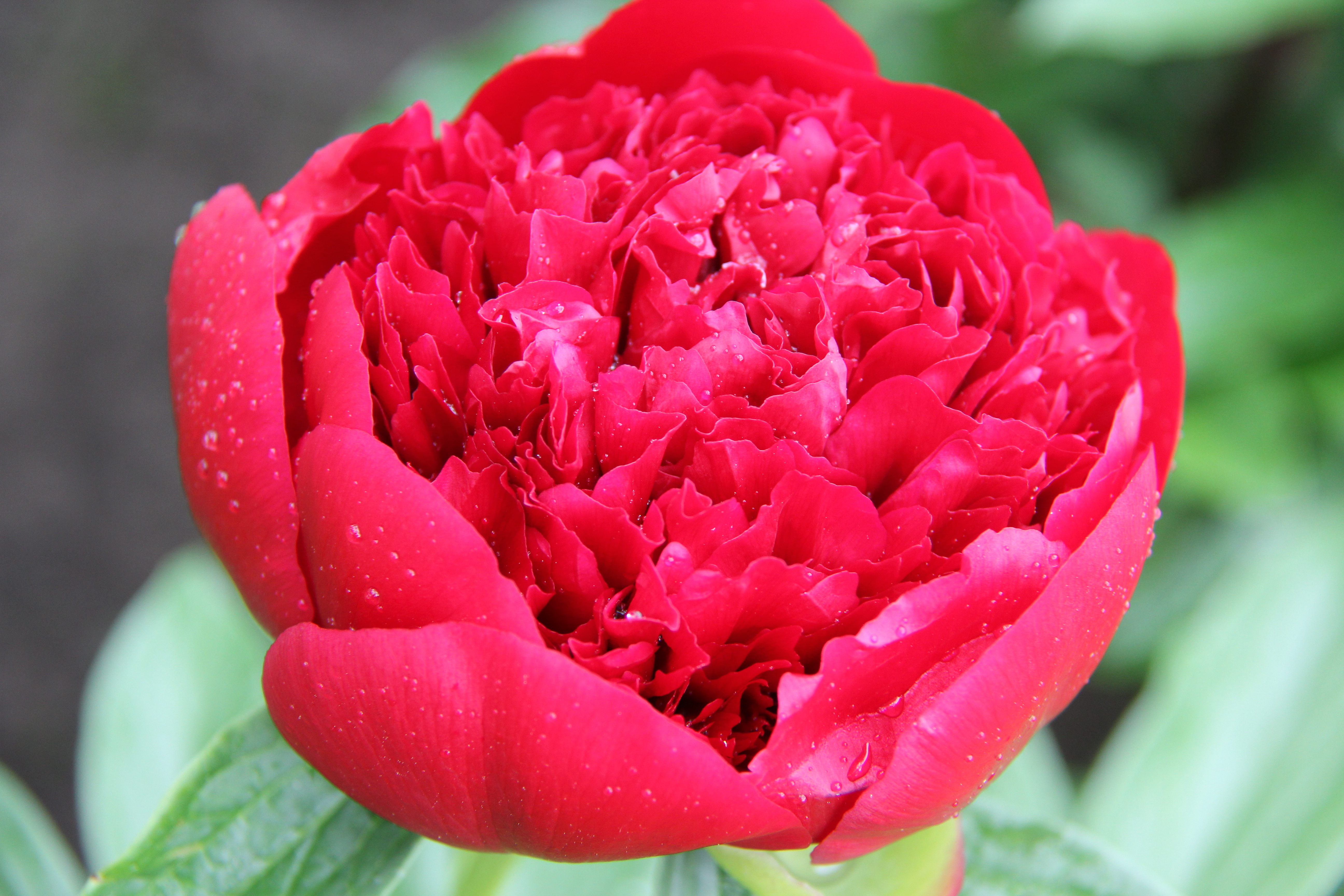 Red Charm