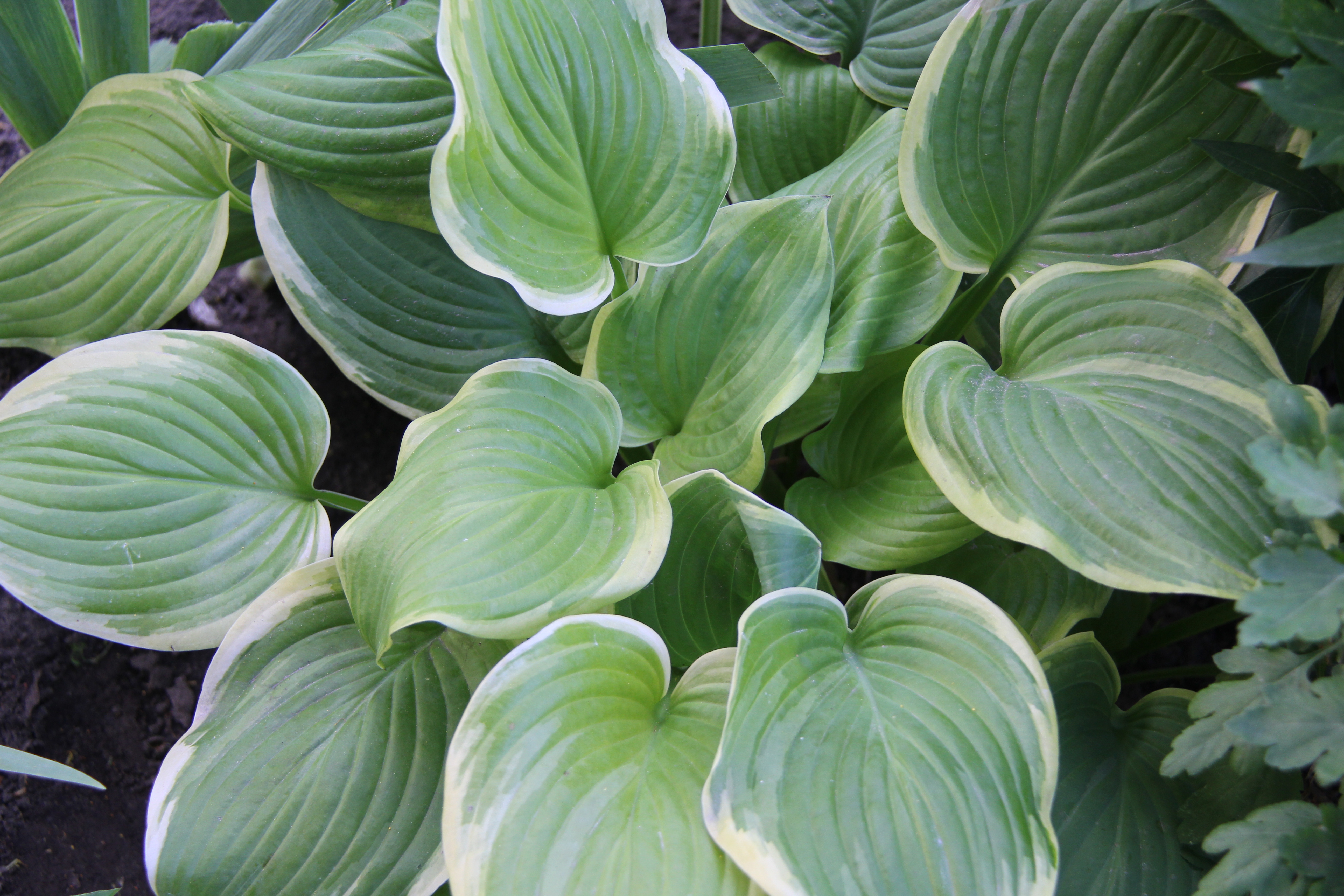 Fragrant Bouguet