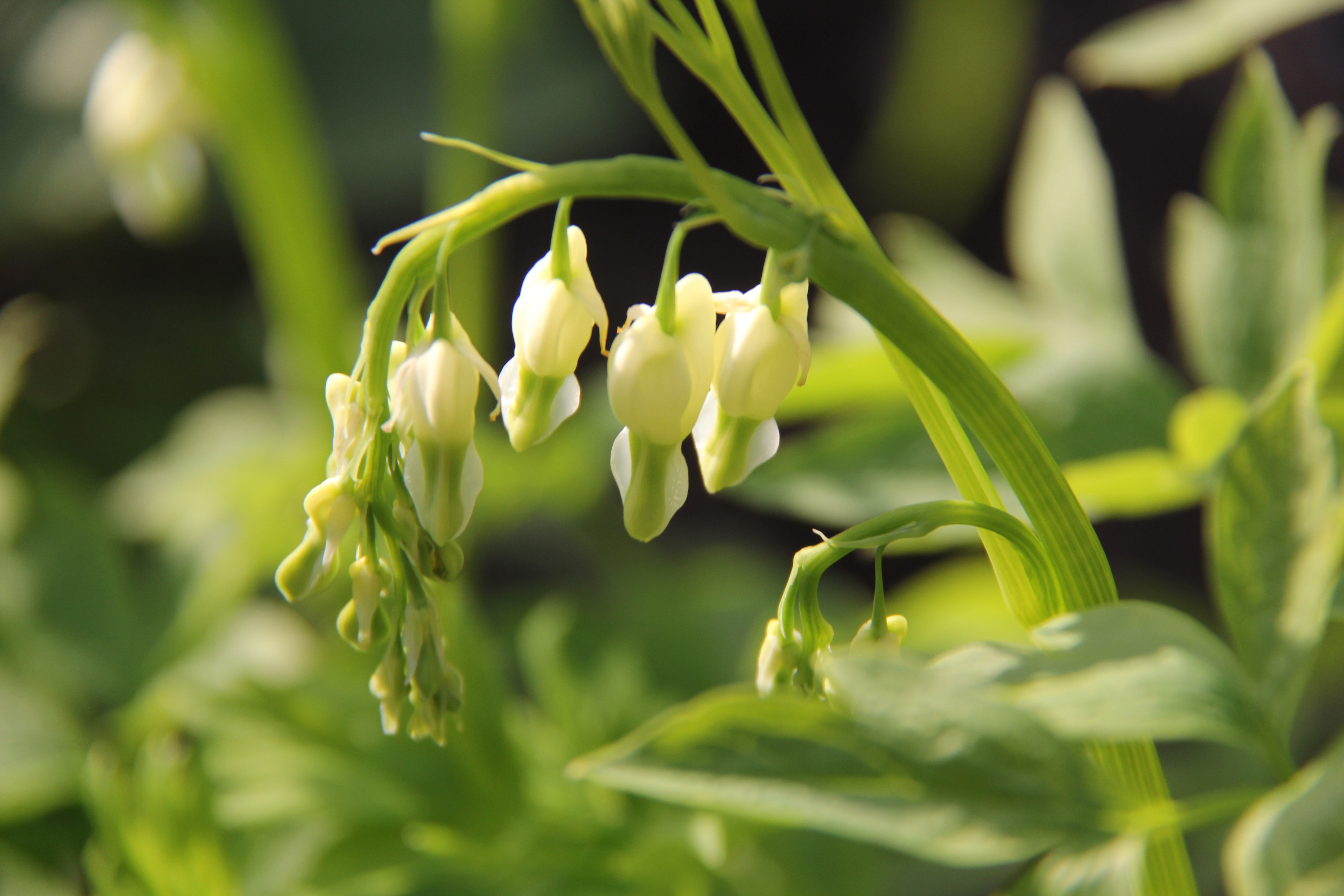 White Dicentra.