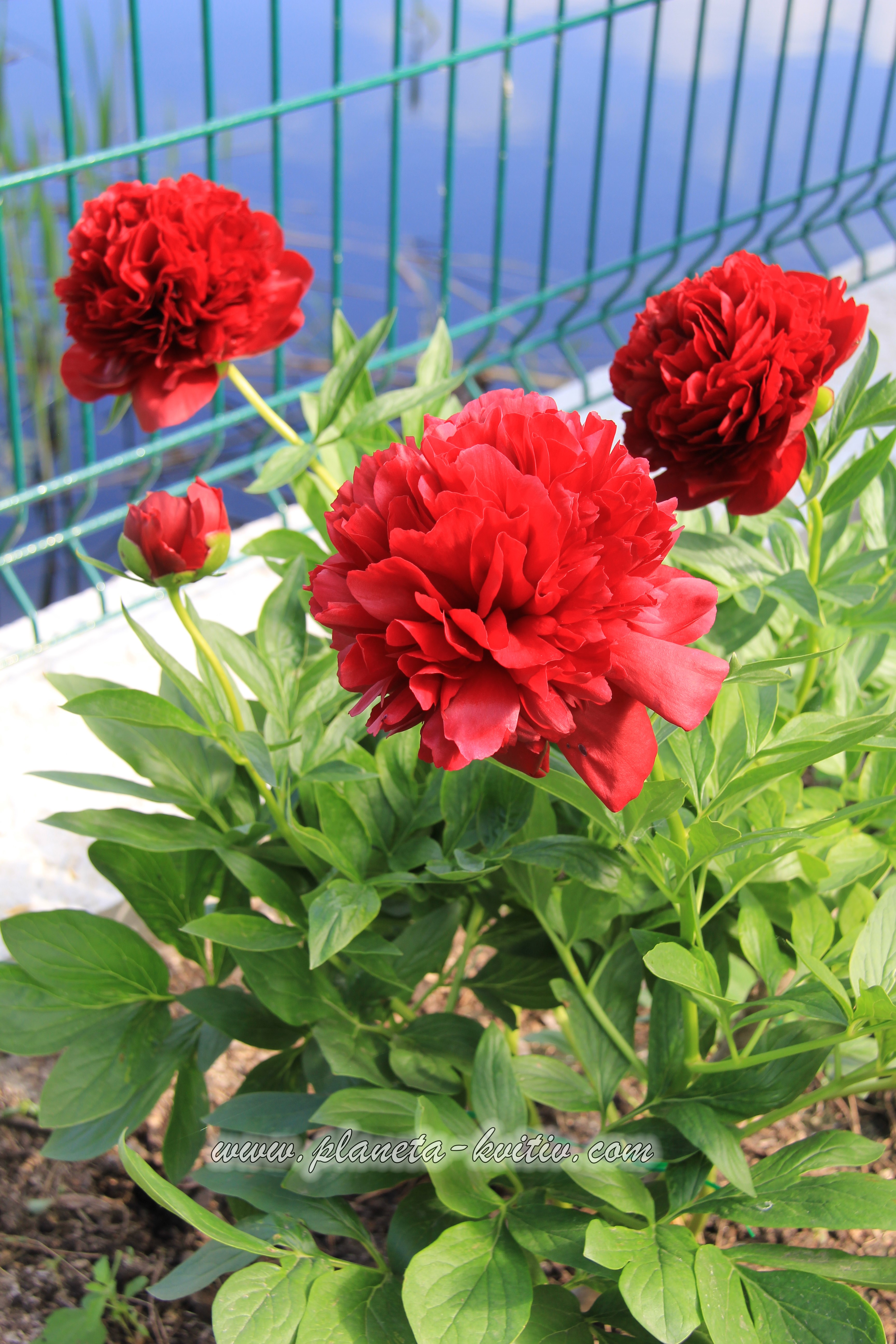 Red Graice