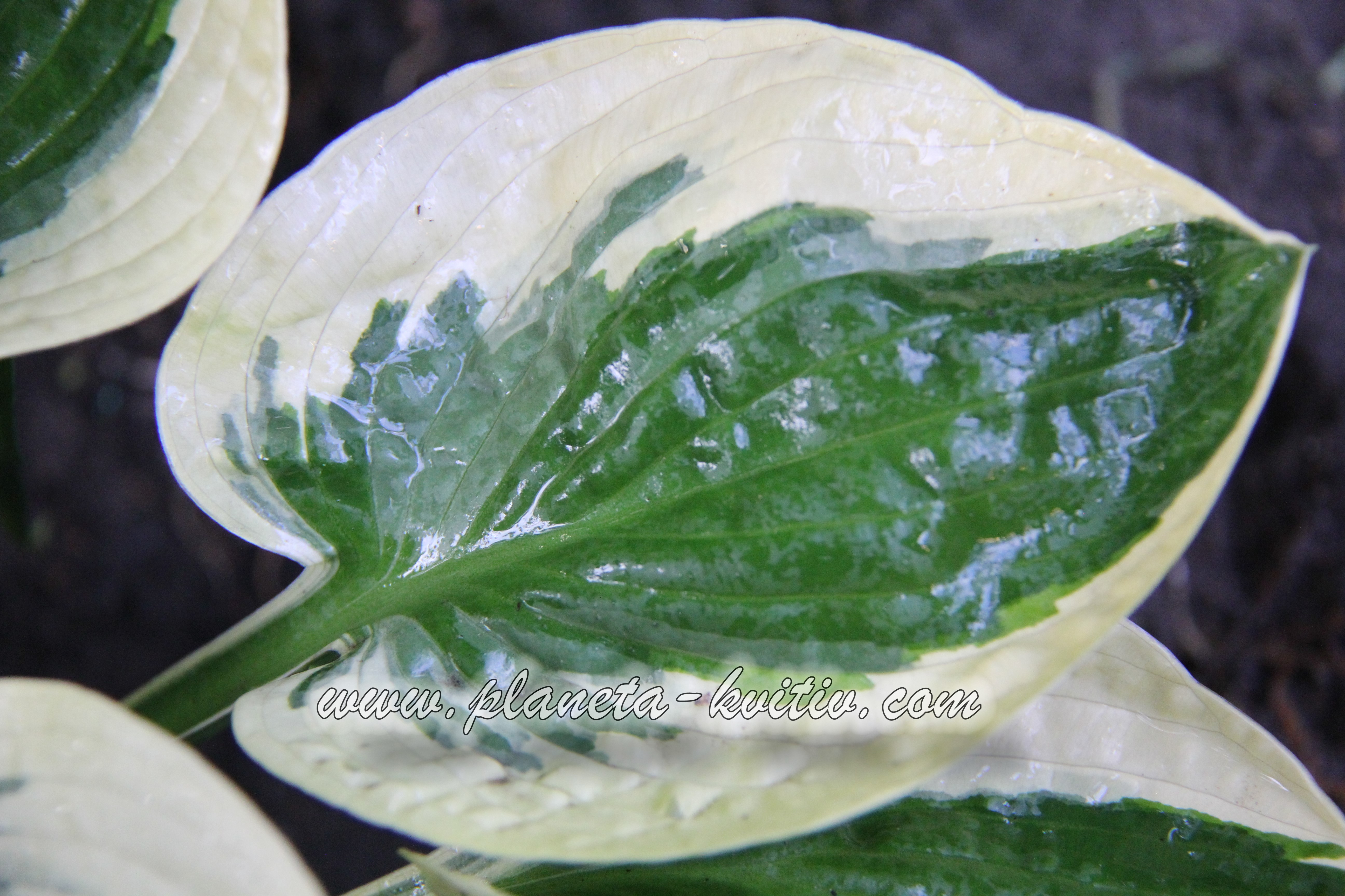 watermarked-IMG_6104