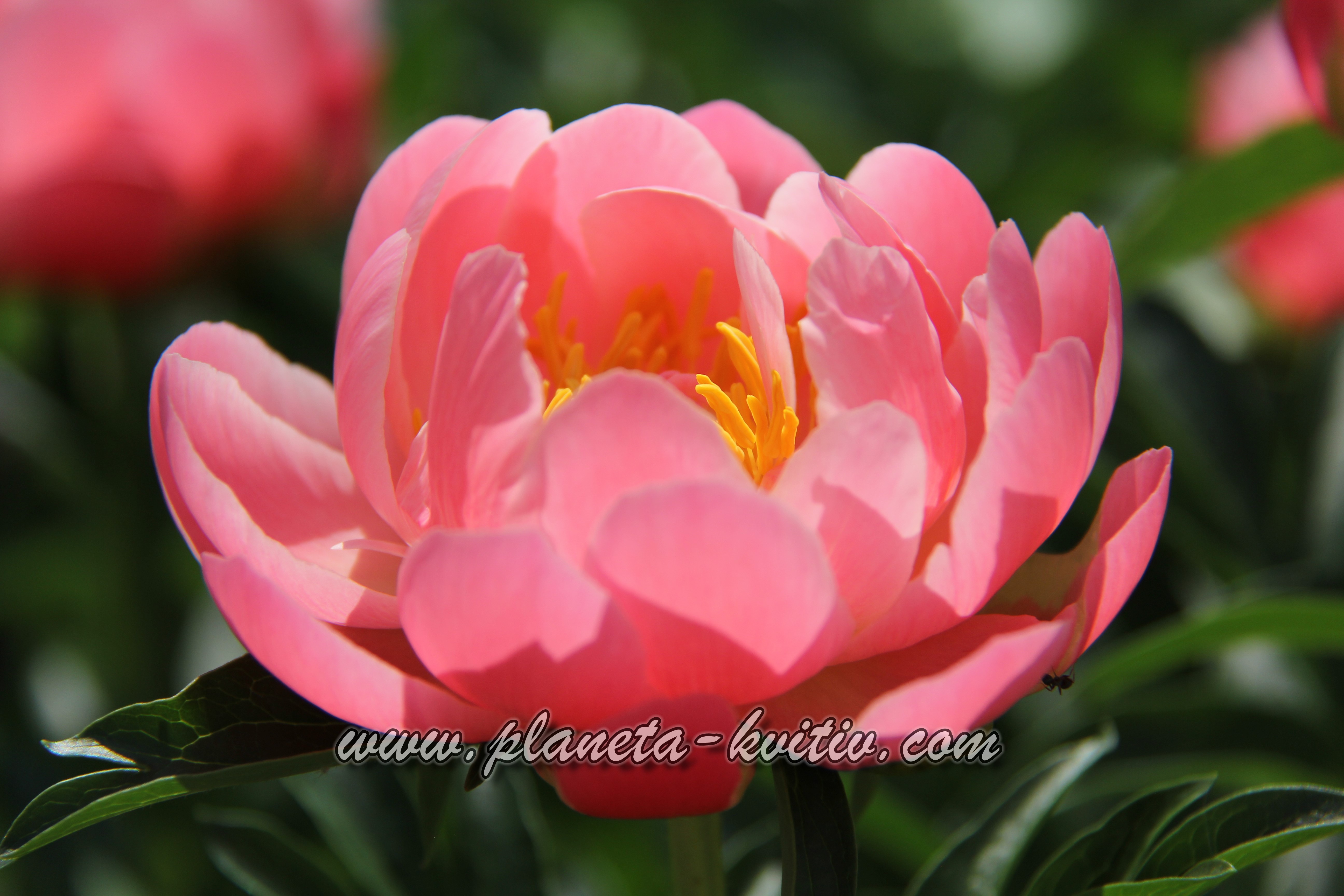 Pink Havanyan Coral