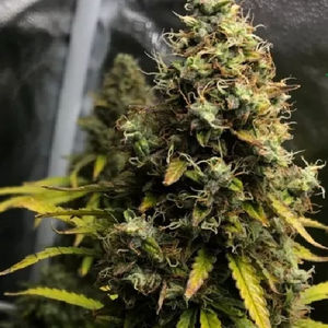 Amnesia Core Cut
