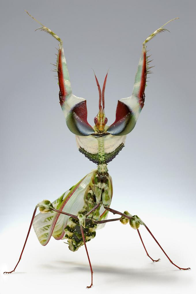 The spectacular Devil's Flower Mantis