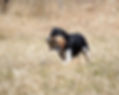 retrieve.jpg