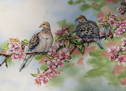 doves