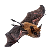 Národní park Šumava netopír