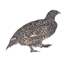 Summer Ptarmigan