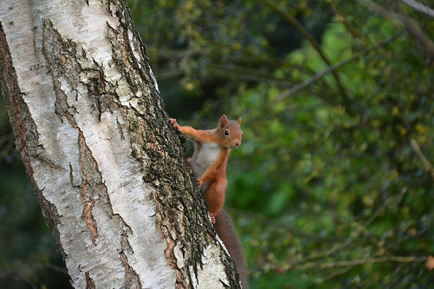 DSC_6215.JPG