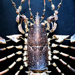 éclaté à la Beauchêne de homard