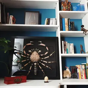 éclaté à la Beauchêne d'araignée