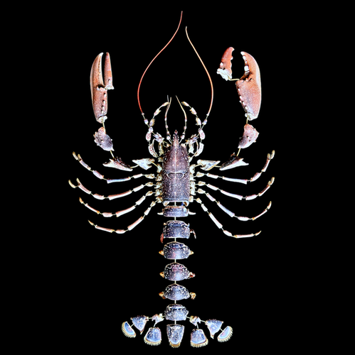 Homarus Gammarus Anatomie