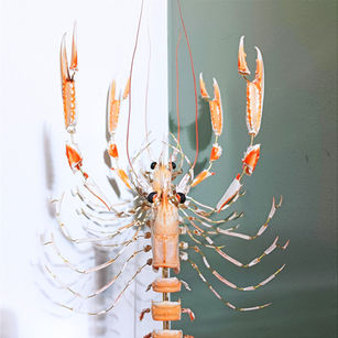 éclaté à la Beauchêne de langoustine