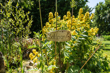 Kräutergarten