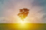 background image of a tree