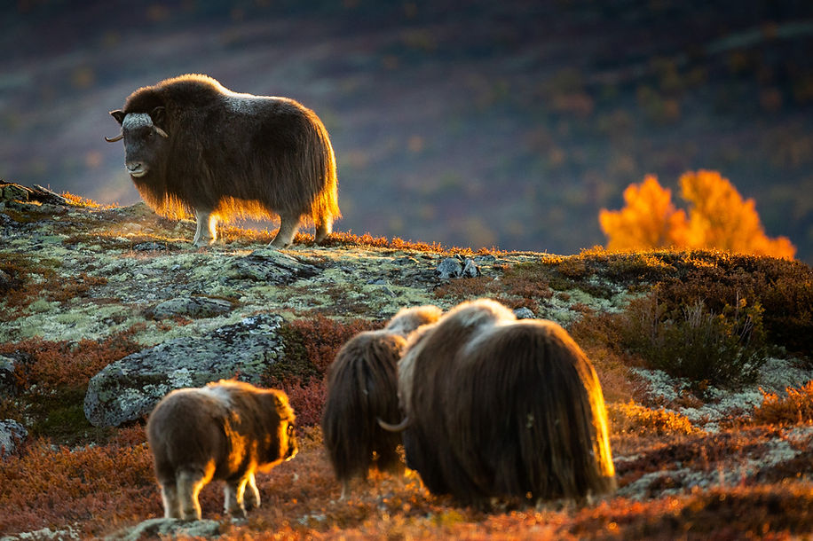 Musk ox in Dovre - Autumn _ Hans Petter Sørensen _ FarOutFocus – Visit Norway.jpg