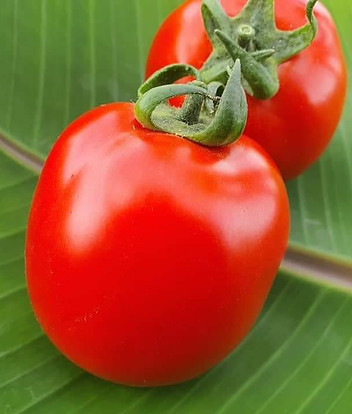 WhatsApp Image 2022-10-10 at 11.51.03 AM (1).jpeg