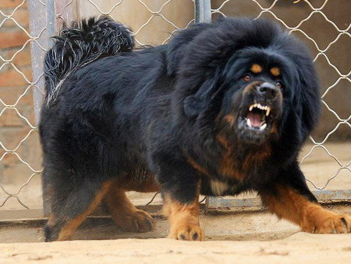 tibetan mastiff buy online