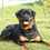 Thumbnail: ROTTWEILER
