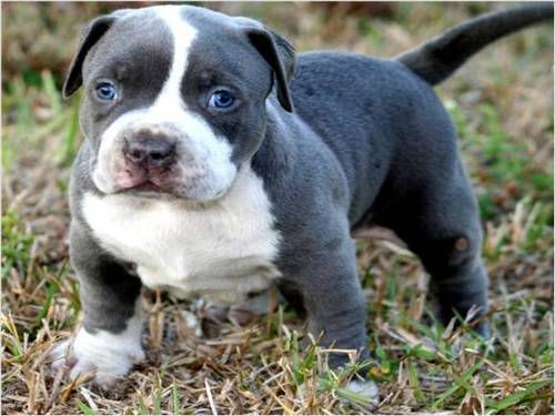 Thumbnail: AMERICAN PITBULL PUPPIES