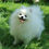 Thumbnail: POMERANIAN PUPPIES SHOW QUALITY