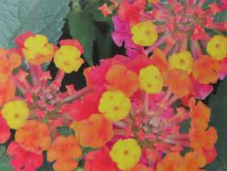 Plant of The Day 6/07/22