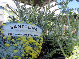 Plant of The Day 8/08/22