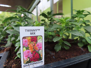 Plant of The Day 10/04/22