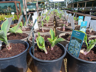 Plant of The Day 8/04/22
