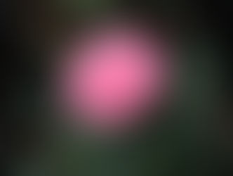 Plant of The Day 9/06/22