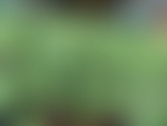 Plant of The Day 7/04/22