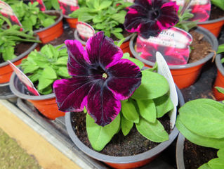 Plant of The Day 11/04/22