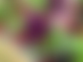 Plant of The Day 11/04/22