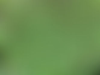 Plant of The Day 18/05/22