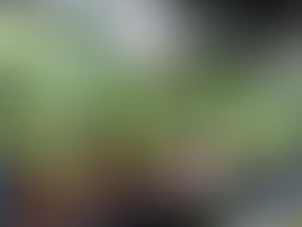 Plant of The Day 9/04/22