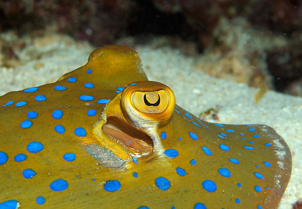 RCM_0581 1 copy 3.jpg